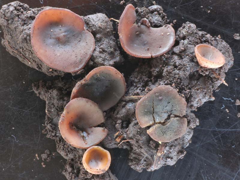 Peziza brunneoatra